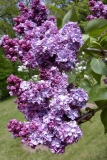 Sierra Exif JPEG