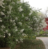 Chang_Tong_Bai_IBCAS_CUI