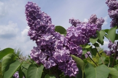 Charivnist