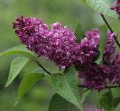 Charles_Joly_2016_Kolesnikov_Lilac_Garden_TP_1