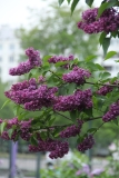 Charles_Joly_2016_Kolesnikov_Lilac_Garden_TP_10