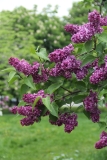 Charles_Joly_2016_Kolesnikov_Lilac_Garden_TP_11