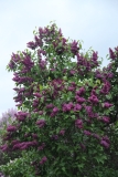 Charles_Joly_2016_Kolesnikov_Lilac_Garden_TP_2