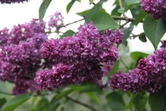 Charles_Joly_2016_Kolesnikov_Lilac_Garden_TP_3