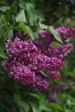 Charles_Joly_2016_Kolesnikov_Lilac_Garden_TP_4