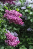 Charles_Joly_2016_Kolesnikov_Lilac_Garden_TP_5