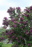 Charles_Joly_2016_Kolesnikov_Lilac_Garden_TP_6