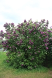 Charles_Joly_2016_Kolesnikov_Lilac_Garden_TP_7
