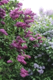 Charles_Joly_2016_Kolesnikov_Lilac_Garden_TP_8