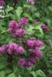 Charles_Joly_2016_Kolesnikov_Lilac_Garden_TP_9