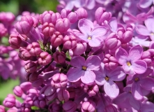 Charles_X_20210428_NYBG_MLD_3