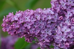 Charles_X__PBG_KN_2