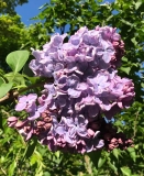 Charm_20200527_MP_KA