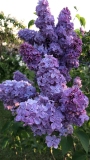 Charm_20200530_MP_KA
