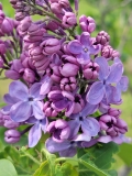 Charm_20220528_KA_MLD