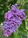 Charm_202405_MA_JJM