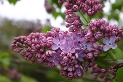 Charm_TP_3