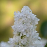 Charmant_2019_LM_CF