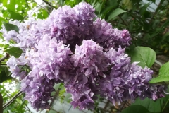 Charoit