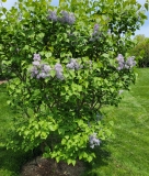 Cheyenne_20210428_NYBG_MLD_1