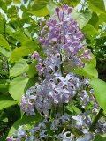 Cheyenne_20210428_NYBG_MLD_3