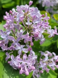 Cheyenne_20210428_NYBG_MLD_4