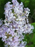 Cheyenne_20210428_NYBG_MLD_5