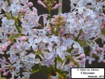 Cheyenne_LNT