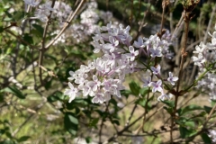 chinensis(x)