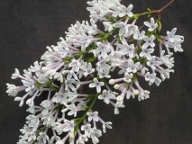 Alba_chinensis_LNT