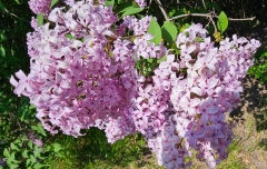 Chinensis_hedge_Hueg_lilac_collection_MN_Arb_20230526_MLD_5