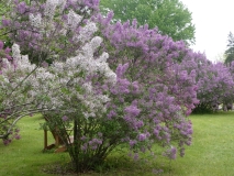 MBG_chinensis_lilacs_1