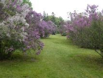 MBG_chinensis_lilacs_2