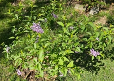chinensis_20240420_MLD_MLD