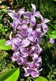 chinensis_20240420_MLD_MLD_2