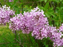 chinensisx_201005_UVHF_BB