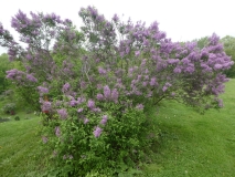 chinensisx_201906_RBG_MLD_1