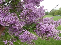 chinensisx_201906_RBG_MLD_2