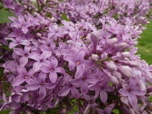 chinensisx_201906_RBG_MLD_3