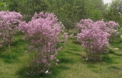 chinensisx_ILM_QIN_1