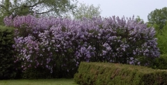 chinensisx_informal_hedge_BP__MW