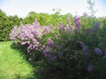 chinensisx_informal_hedge_CH