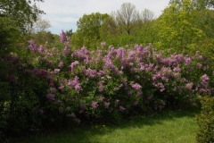 chinensisx_informal_hedge_RBG_ZB_1