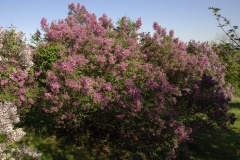 chinensisx_informal_hedge_RBG_ZB_3