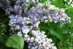Chistaya Voda