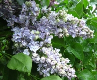 Chistaya_Voda_Russia_OA__TP