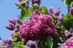 Chmurka_Main_BG_TP_6