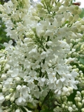 Chrystle_201905_HA_TD