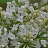 Chrystle_201906_LM_CF
