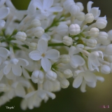 Chrystle_2019_LM_CF